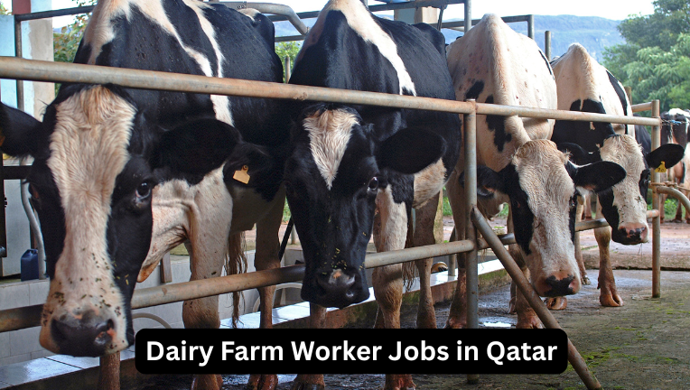 Dairy Farm Worker Jobs in Qatar